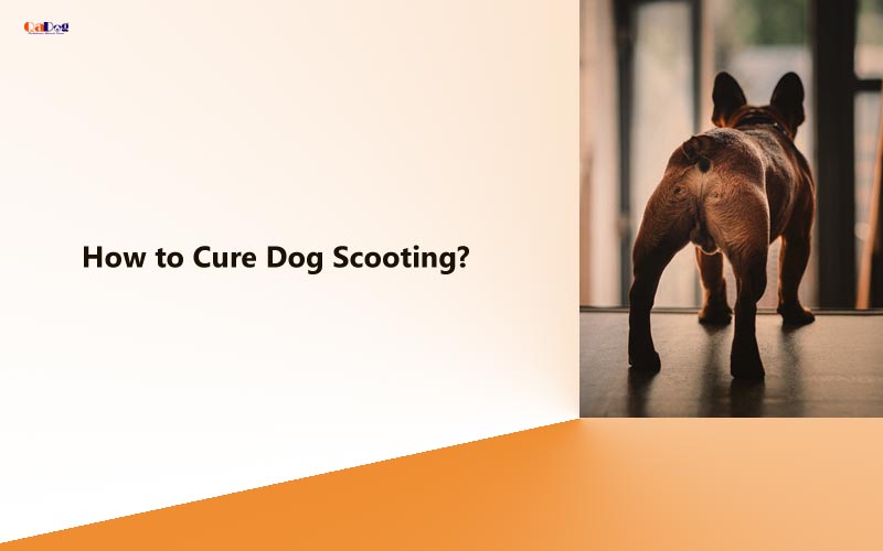 How To Cure Dog Scooting?
