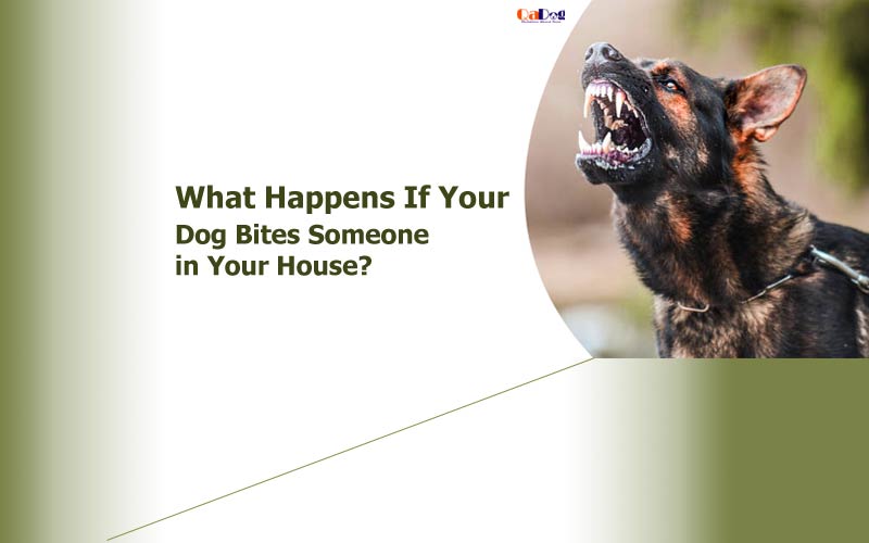 What Happens If Your Dog Bites Someone in Your House?