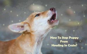 How To Stop Puppy From Howling In Crate